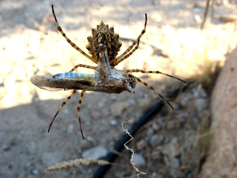 Pasto abbondante (Argiope lobata con cavalletta)